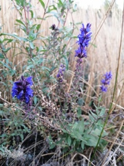 Salvia nemorosa