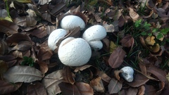 Calvatia lilacina