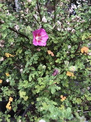 Anisodontea scabrosa