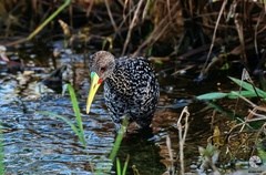 Pardirallus maculatus