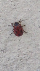 Gonioctena fornicata