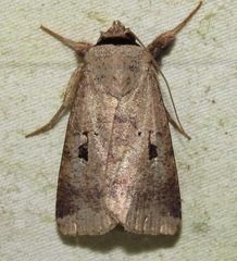 Praina temperata