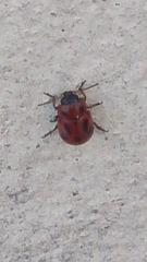 Gonioctena fornicata