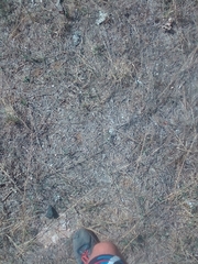 Brephulopsis