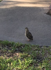 Coturnix