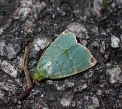 Chloriola gratissima