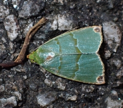 Chloriola gratissima