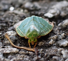 Chloriola gratissima
