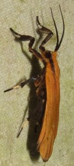 Lycomorphodes sordida
