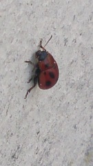 Gonioctena fornicata