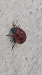 Gonioctena fornicata