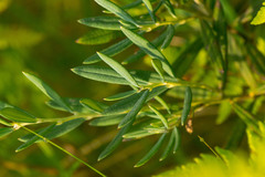 Andromeda polifolia glaucophylla
