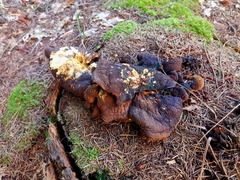 Agaricomycetes