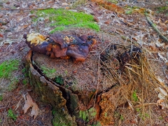 Agaricomycetes