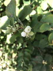 Symphoricarpos albus