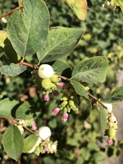 Symphoricarpos albus
