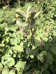 Symphoricarpos albus