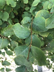 Symphoricarpos albus