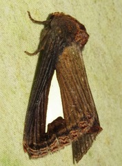 Notoplusia