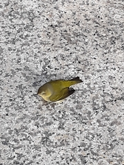 Leiothlypis peregrina