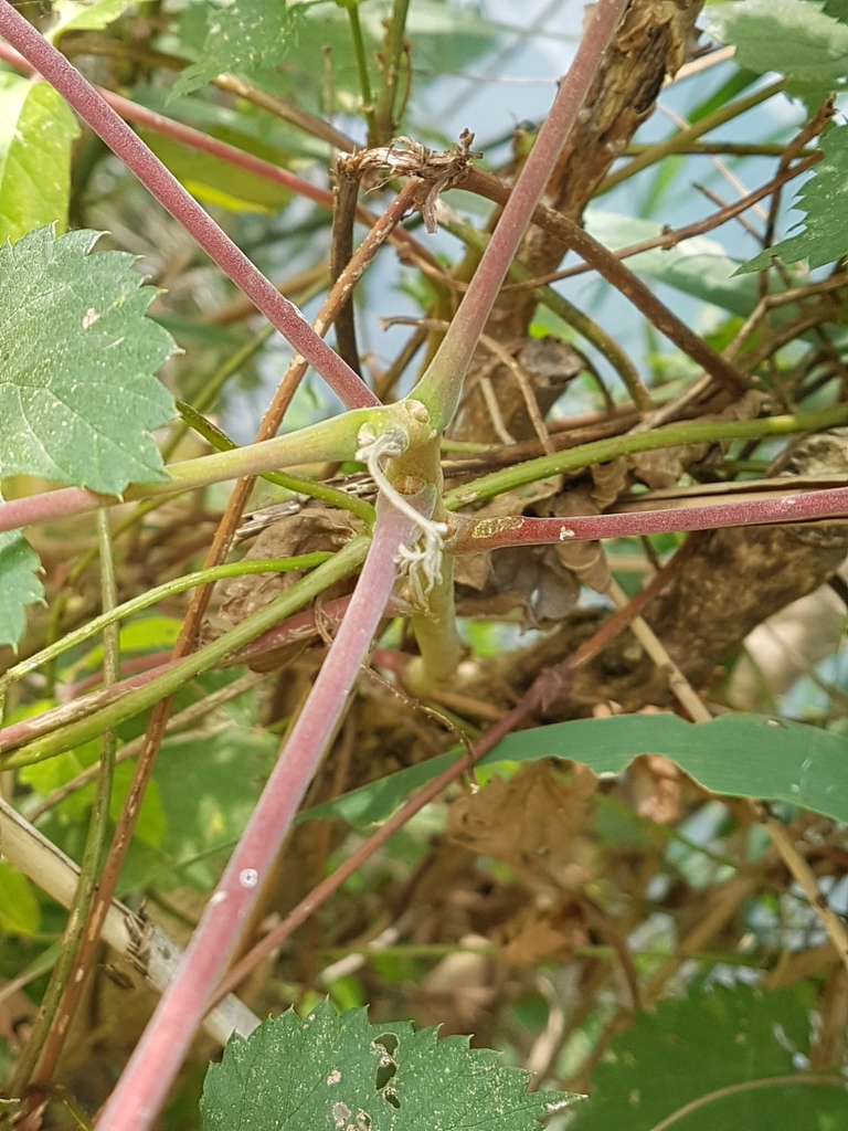 Tree Of Heaven Invasive Plants Of Houston Wip · Inaturalist