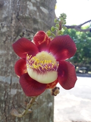 Couroupita guianensis