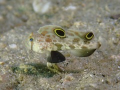 Signigobius biocellatus