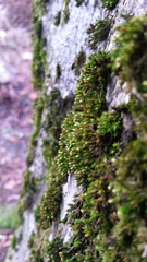 Orthotrichum stramineum