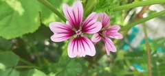 Malva sylvestris