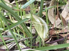 Pterostylis robusta