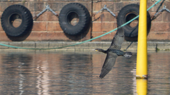 Phalacrocorax carbo