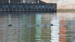 Somateria mollissima