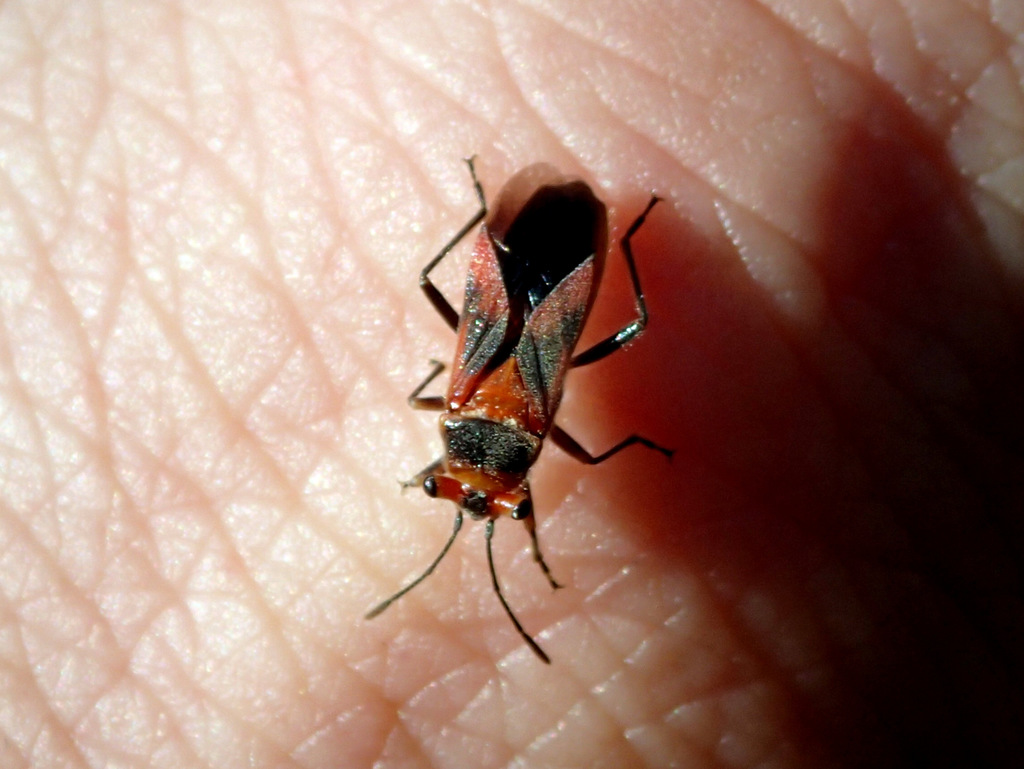 Scopiastes obliquus
