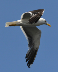 Larus fuscus