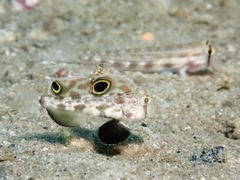 Signigobius biocellatus