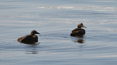 Somateria mollissima