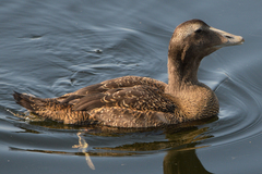 Somateria mollissima