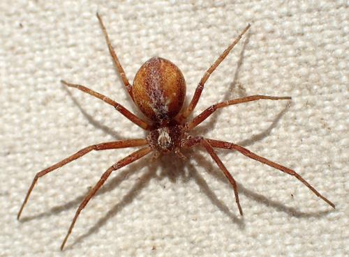 Philodromus rufus nuotrauka