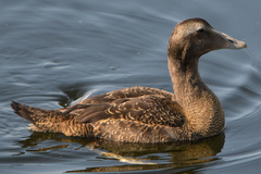 Somateria mollissima