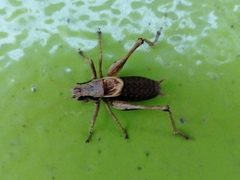 Pholidoptera griseoaptera