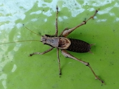 Pholidoptera griseoaptera