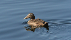 Somateria mollissima