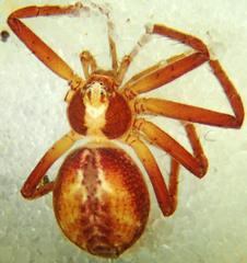 Philodromus rodecki