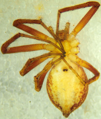 Philodromus rodecki