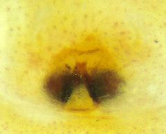 Philodromus rodecki