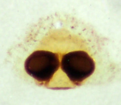 Philodromus rodecki
