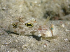 Signigobius biocellatus