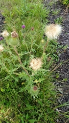 Cirsium vulgare