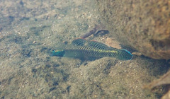 Stiphodon atropurpureus