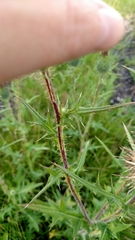 Cirsium vulgare